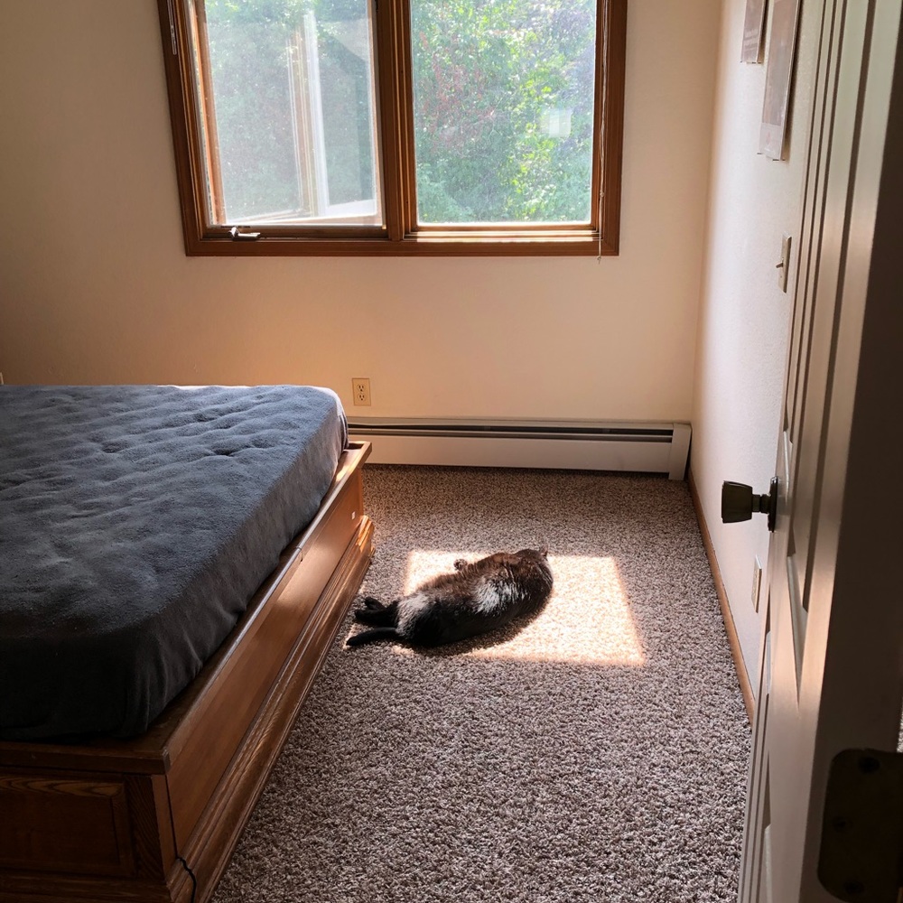 No longer a pet free house!